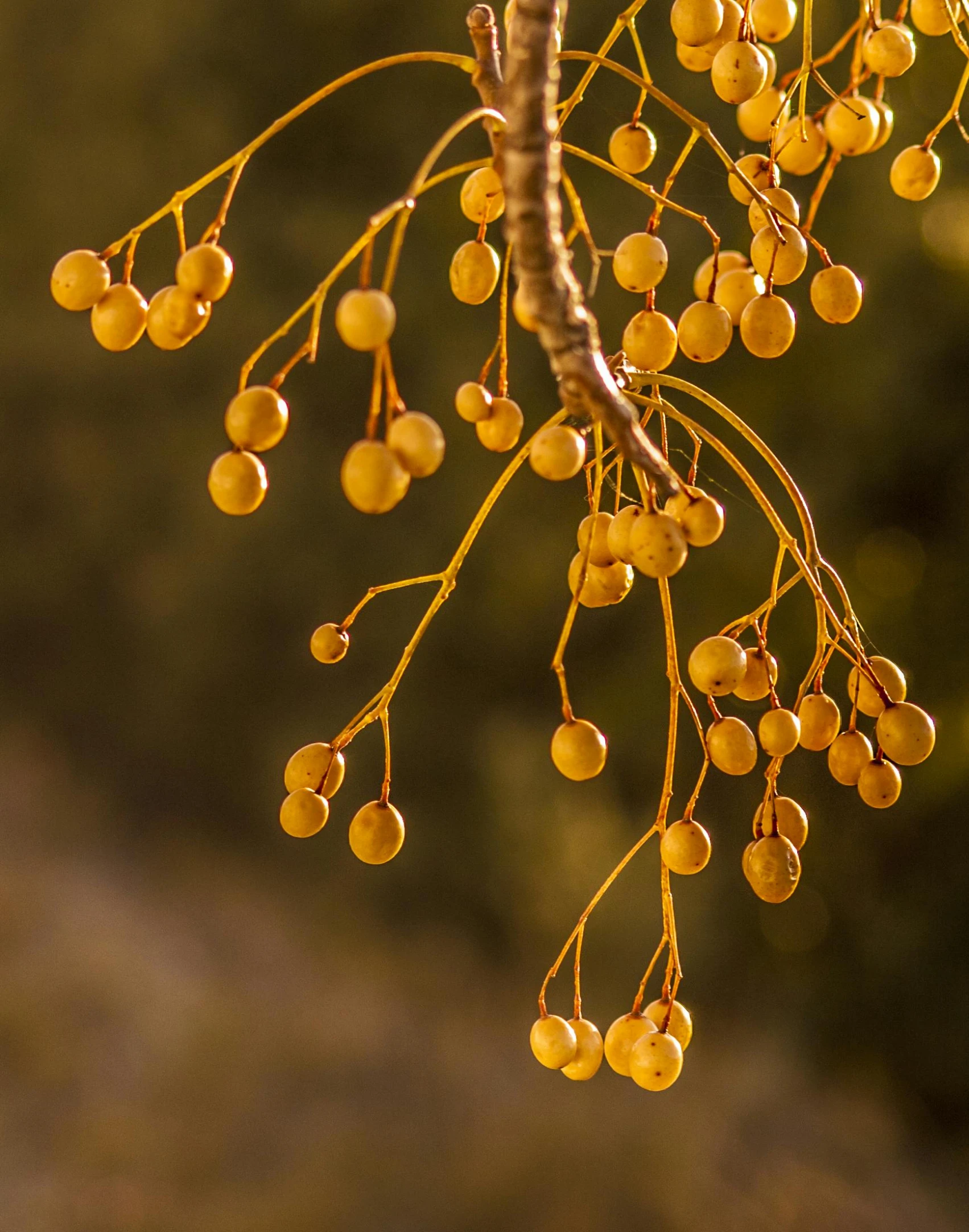a bunch of yellow berries hanging from a tree, by Peter Churcher, unsplash, art nouveau, shades of gold display naturally, hyphae, in the evening, large bosum