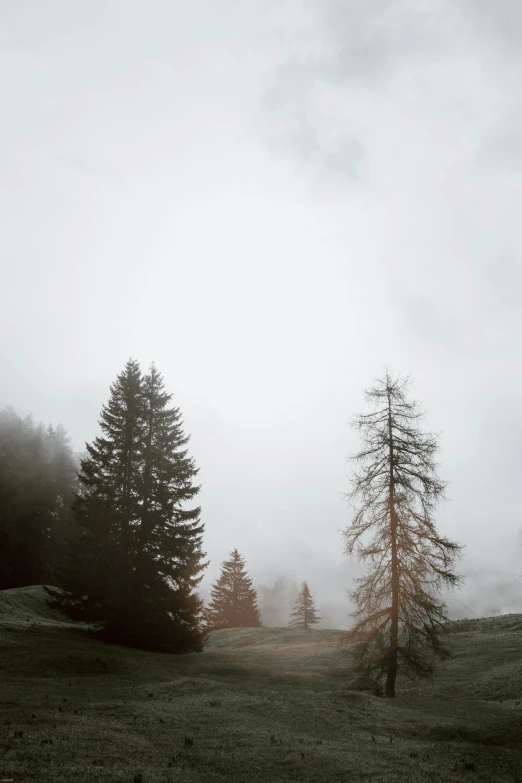 a group of trees sitting on top of a lush green hillside, by Sebastian Spreng, unsplash contest winner, romanticism, overcast gray skies, dolomites, foggy room, ((trees))