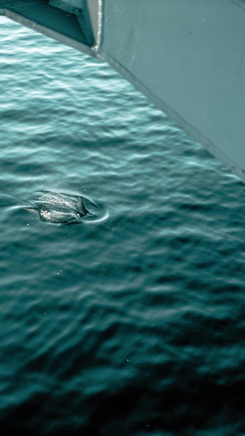 a turtle swimming in a body of water, inspired by Vija Celmins, unsplash, dolphins, high angle shot, fjord, 1999 photograph