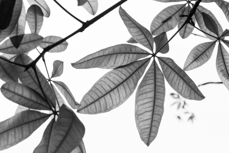 a black and white photo of some leaves, canopy, on a pale background, high details photo