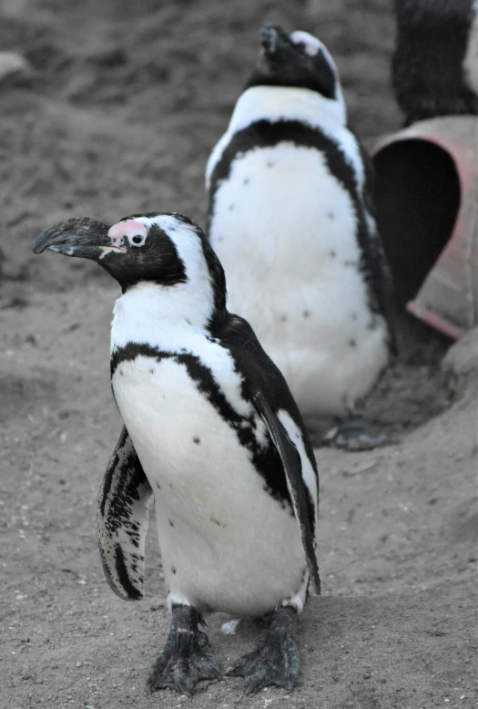 a couple of penguins standing next to each other, by Jan Tengnagel, happening, partially covered with dust, bubbly, july 2 0 1 1, family friendly