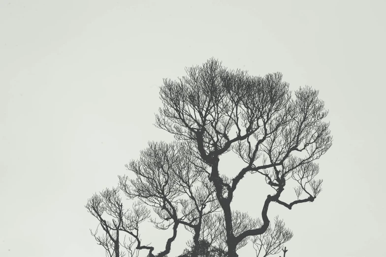 a black and white photo of a bare tree, an etching, inspired by Fei Danxu, unsplash, minimalism, dwell, acacia trees, 1792, grey sky
