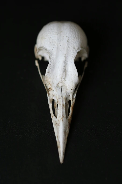 a close up of a bird's skull on a black surface, beaked mask, albino, 2 0 1 0 s, ravens