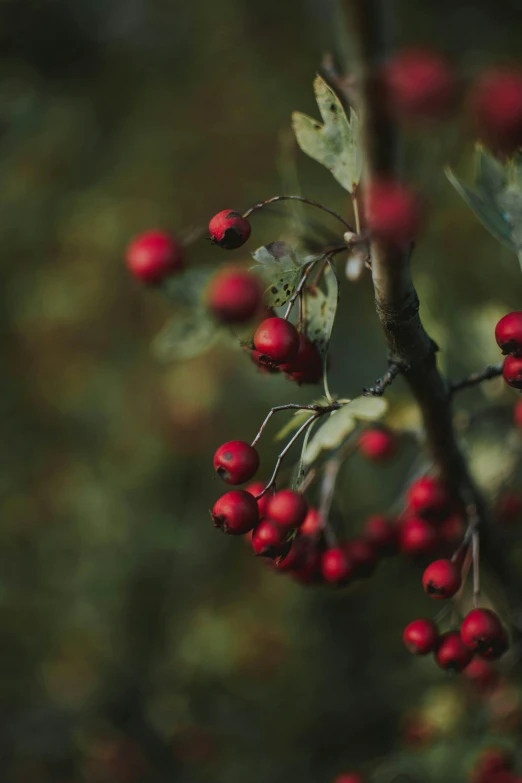 a bunch of red berries hanging from a tree, inspired by Elsa Bleda, trending on unsplash, paul barson, green and red, avatar image