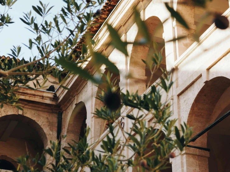 a clock that is on the side of a building, inspired by Riad Beyrouti, unsplash, arabesque, archways made of lush greenery, olive tree, in a monestry natural lighting, pictured from the shoulders up