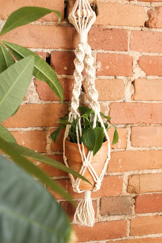 a plant hanging on a brick wall next to a potted plant, lasso, handcrafted, celtic braid, vanilla