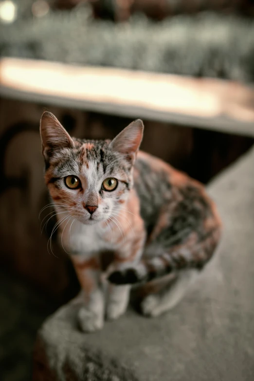 a cat sitting on a ledge looking at the camera, pexels contest winner, calico, young female, gif, full frame image