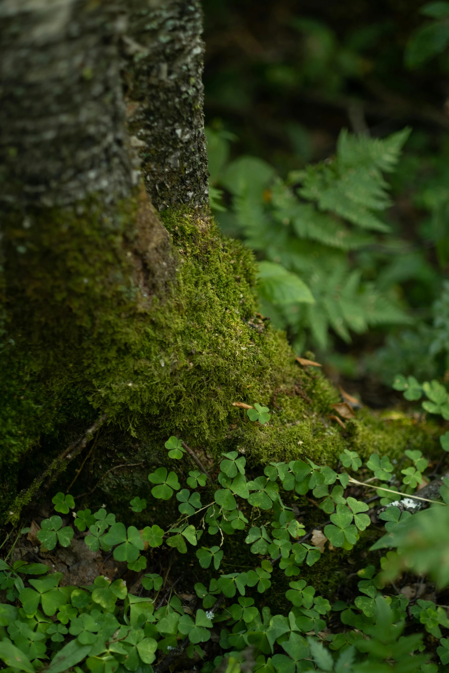 a teddy bear sitting on the ground next to a tree, moss and ferns, in karuizawa, zoomed in, overgrown spamp