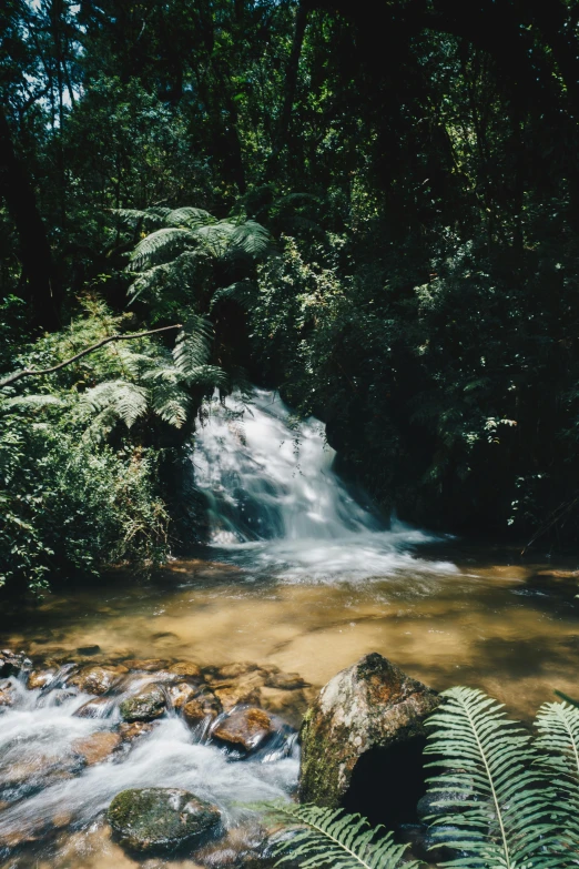 a stream running through a lush green forest, inspired by Elsa Bleda, sumatraism, gold waterfalls, tamborine, a 35mm photo, sunny day time
