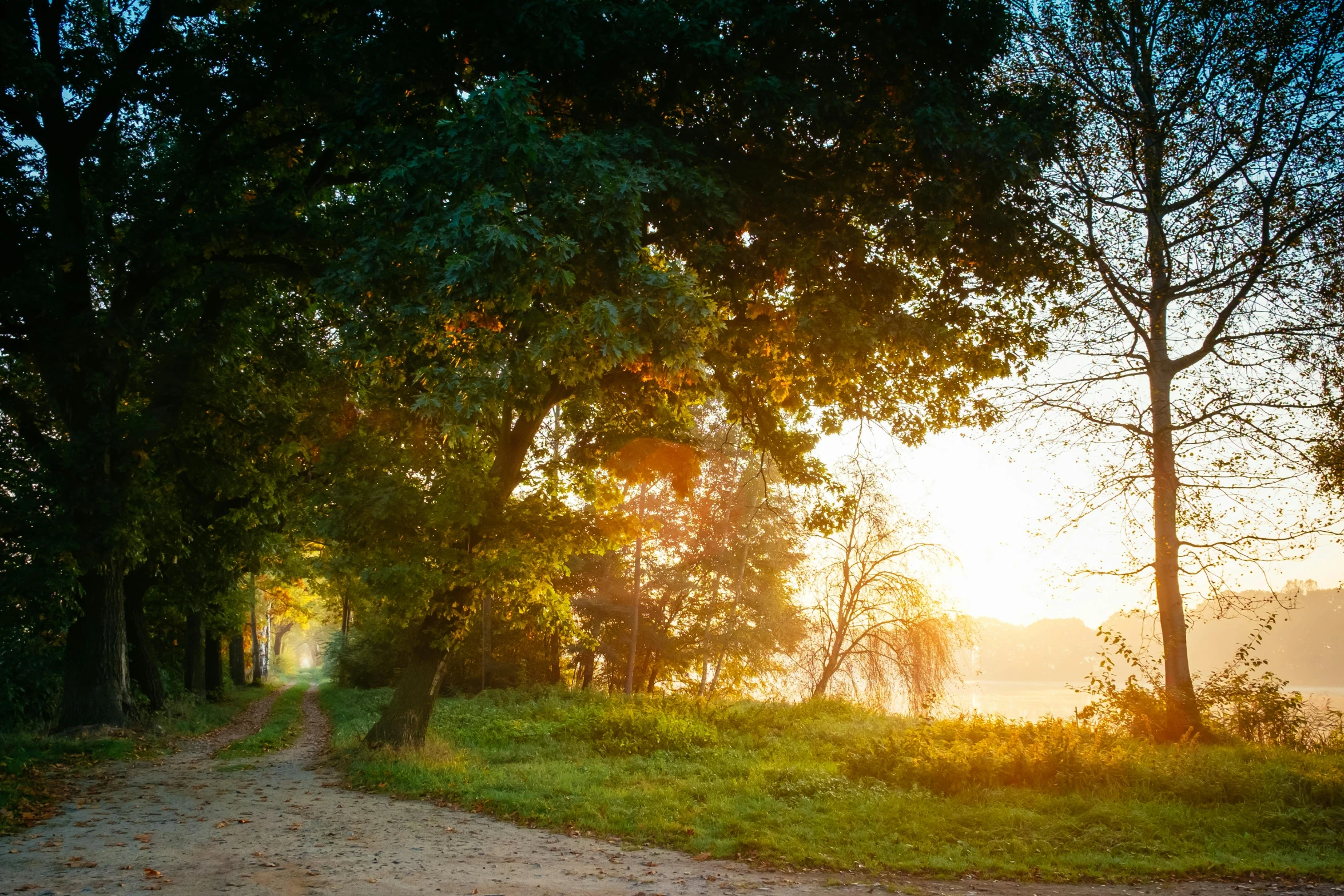 the sun shines through the trees on a dirt road, a picture, by Eglon van der Neer, unsplash, visual art, near a lake, soft light - n 9, golden morning light, wide greenways