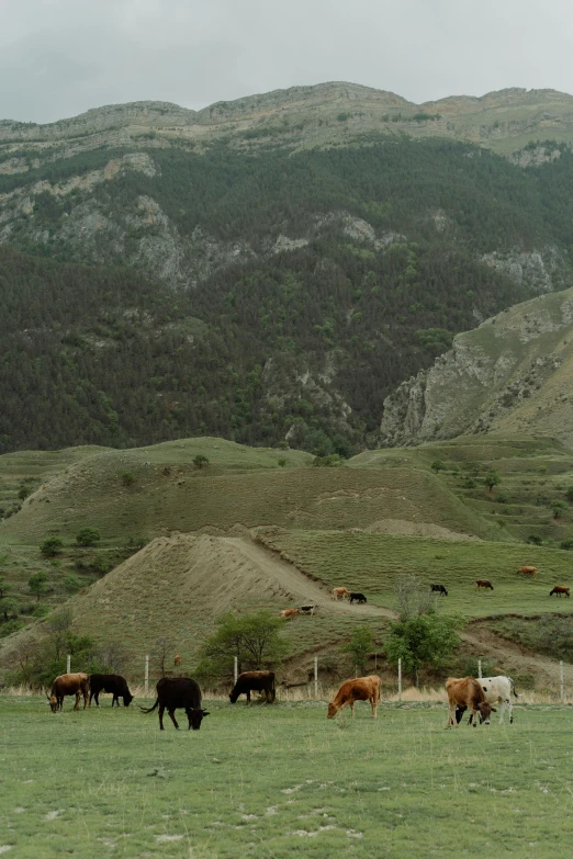 a herd of cattle grazing on a lush green field, by Muggur, renaissance, geological strata, taken on a 2000s camera, grain”, photograph