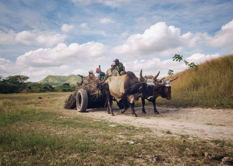 a group of men riding on the back of two oxen, pexels contest winner, figuration libre, philippines, hay, shot on hasselblad, instagram story