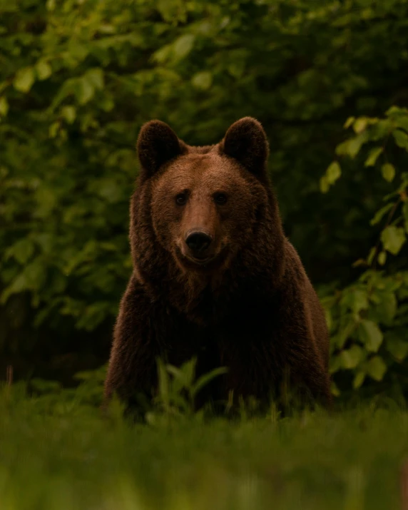 a brown bear sitting on top of a lush green field, by Attila Meszlenyi, lgbtq, numerous dimly glowing eyes, trending photo, she is facing the camera