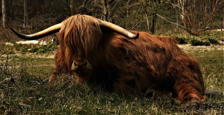 an animal that is laying down in the grass, pexels contest winner, renaissance, scottish style, mastodonic, bovine, 2 0 0 0's photo