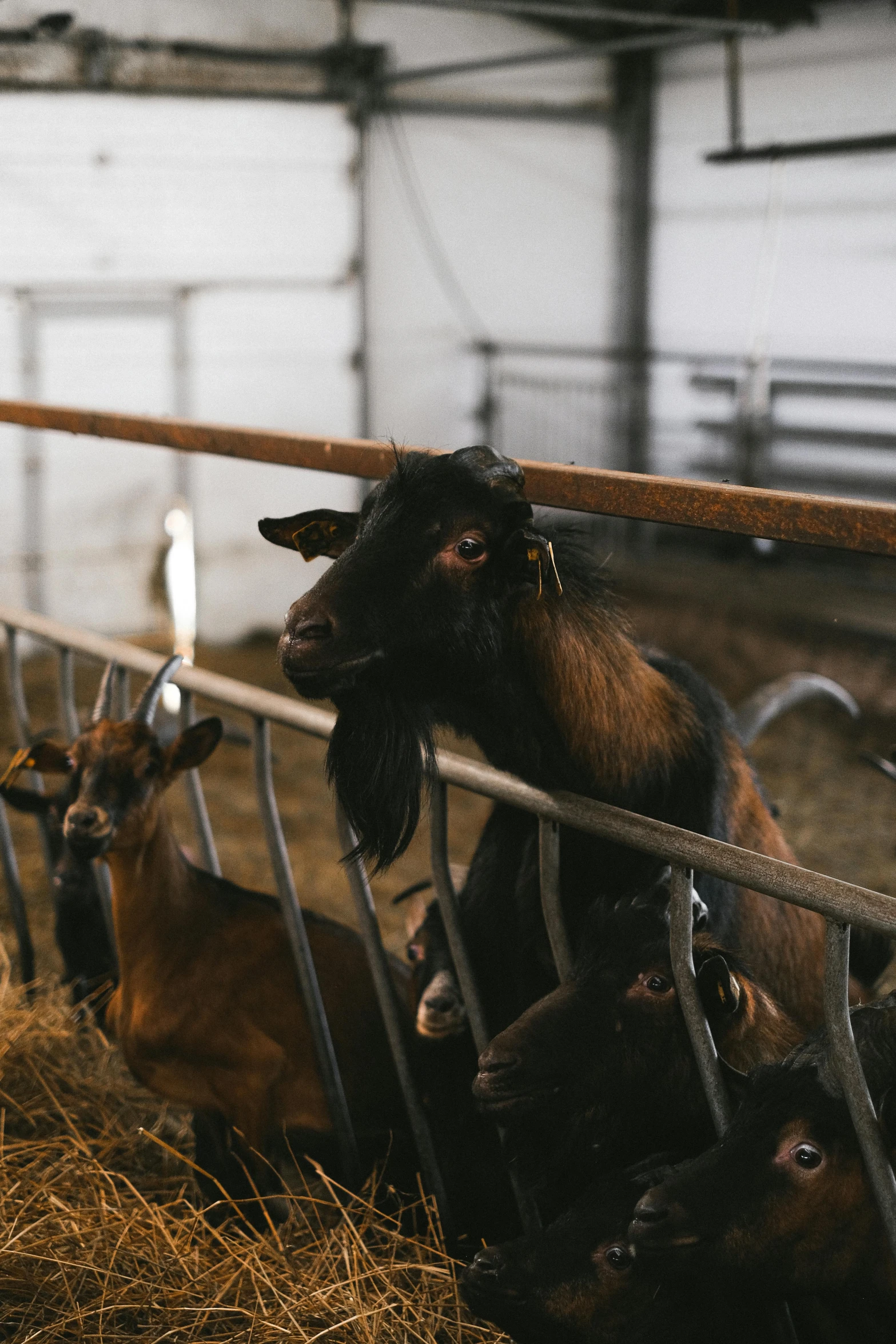 a herd of goats standing on top of a pile of hay, trending on unsplash, in an abandoned barn, gif, indoor picture, industries