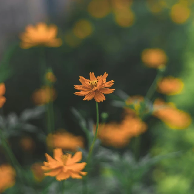 a bunch of orange flowers sitting on top of a lush green field, pexels contest winner, miniature cosmos, desaturated color, instagram photo, taken with sony alpha 9