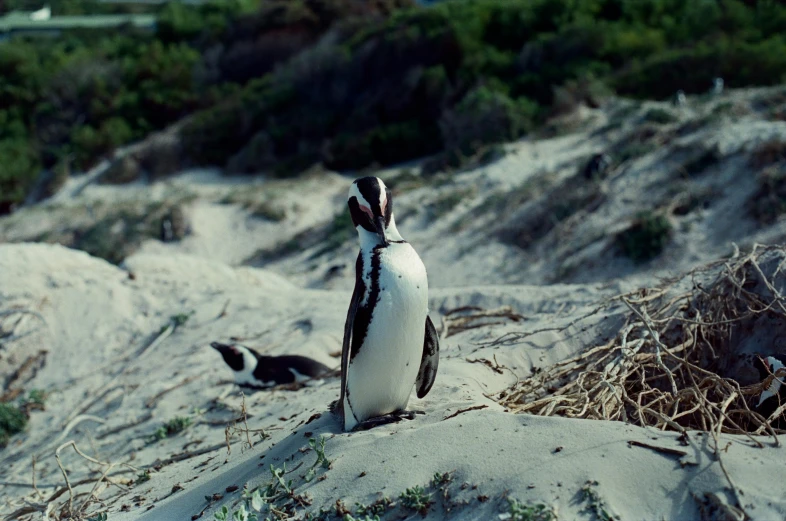 a penguin standing on top of a sandy beach, shot on hasselblad, cape, filled with fauna, movie filmstill