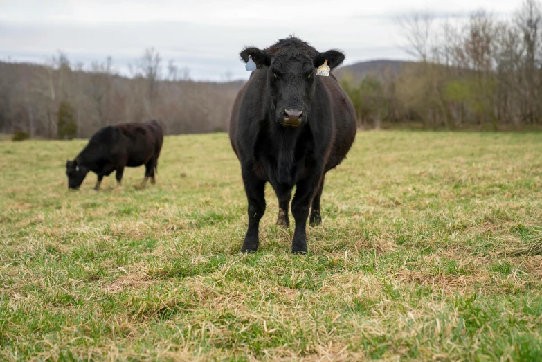 a black cow standing on top of a grass covered field, he is from virginia, male and female, evan lee, uncrop