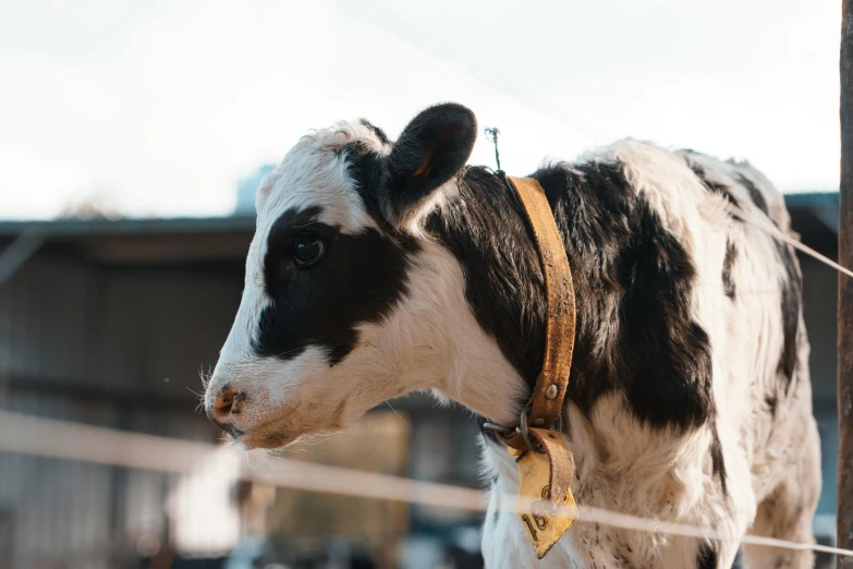 a black and white cow standing next to a wire fence, focused on neck, trending on markets, multiple stories, high quality upload