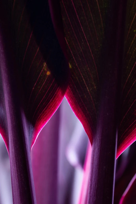 a close up of a plant with purple leaves, a macro photograph, pexels contest winner, red neon, corners, high-resolution photo, spines