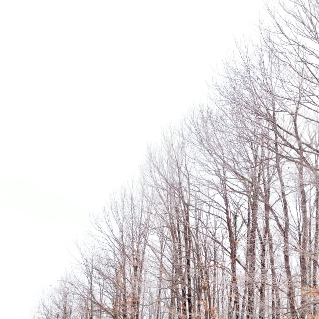 a man riding a snowboard down a snow covered slope, an album cover, inspired by Ryoji Ikeda, pexels contest winner, postminimalism, forest. white trees, withered, in a row, ((trees))