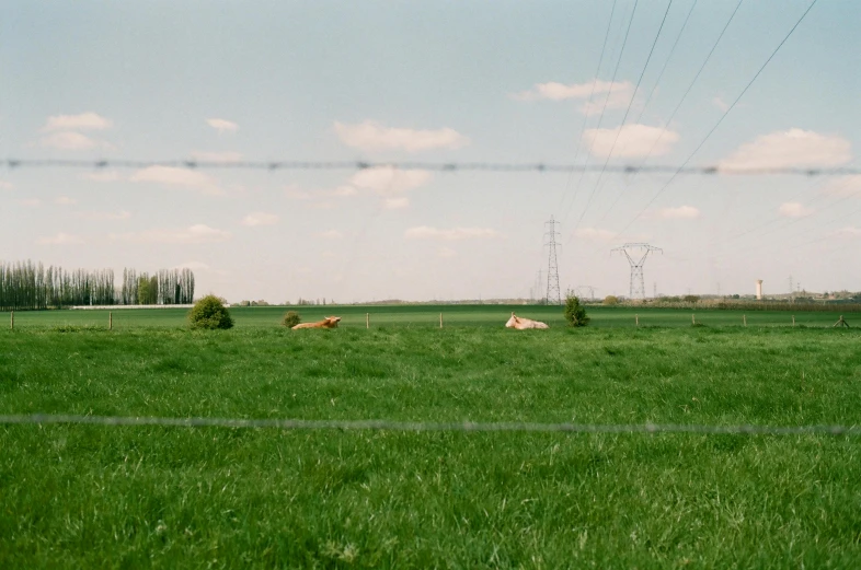 a herd of cattle laying on top of a lush green field, by Nathalie Rattner, hans bellmer and nadav kander, power lines, johannes vemeer, photograph 3 5 mm