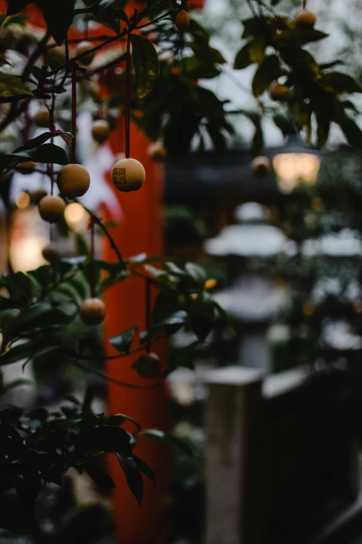 a bunch of oranges hanging from a tree, inspired by Itō Jakuchū, unsplash, against a winter garden, evening lanterns, low quality photo, detailed ornaments