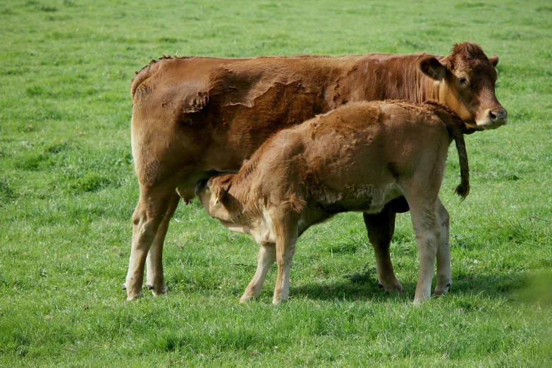 a couple of brown cows standing on top of a lush green field, pregnancy, hunched over, irish genes, aged 2 5