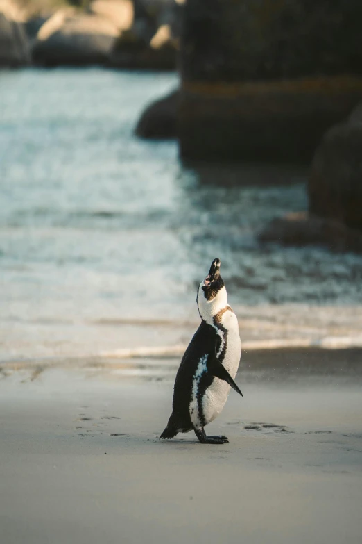 a penguin standing on top of a sandy beach, dancing with each other, unsplash photo contest winner, south african coast, calmly conversing 8k