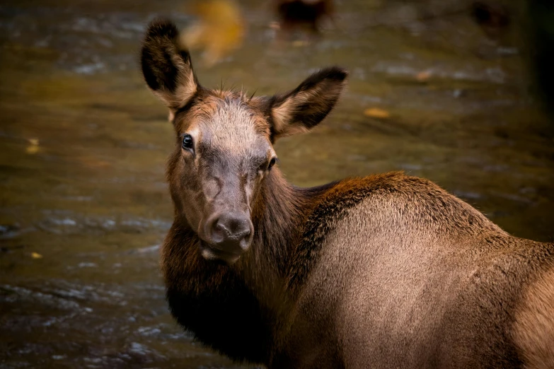 a close up of a deer in a body of water, posing for the camera