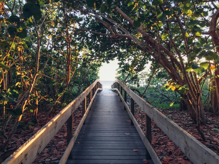 a wooden walkway surrounded by trees and leaves, unsplash, happening, miami beach, “ iron bark, end of the day, a wooden