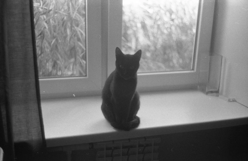 a black and white photo of a cat sitting on a window sill, by Emma Andijewska, tri - x pan stock, grainy black and white footage