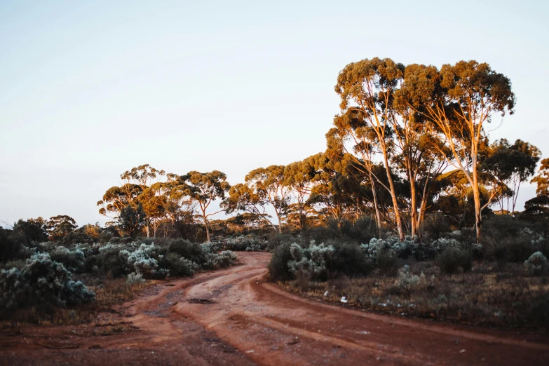 a dirt road with trees in the background, looking out at a red ocean, green eays, sam leach, golden hour photo