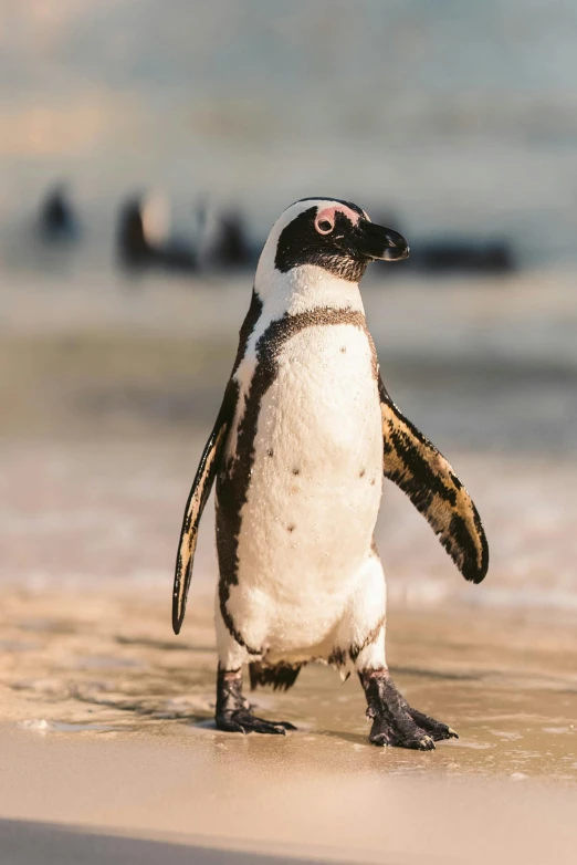 a penguin standing on top of a sandy beach, facing the camera