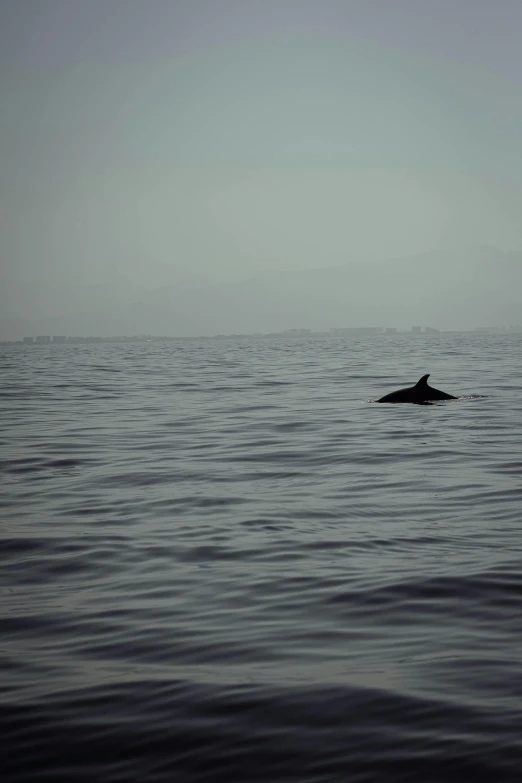 a dolphin swimming in the middle of the ocean, a picture, unsplash, romanticism, 2 5 6 x 2 5 6 pixels, dark foggy water, silhouette :7, multiple stories