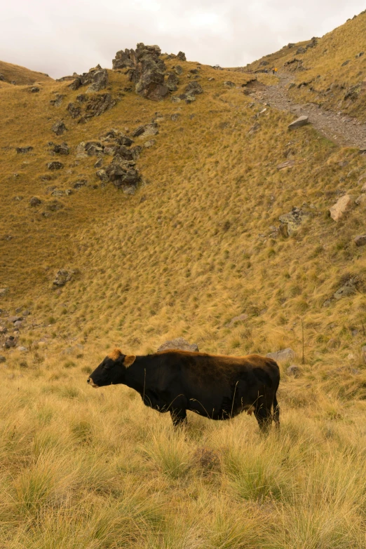 a cow that is standing in the grass, andes, on top of a hill, wind river valley, brown stubble