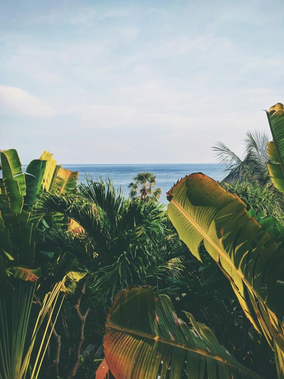 a view of the ocean from the top of a hill, by Daniel Lieske, trending on unsplash, sumatraism, banana trees, trending on vsco, photo taken on fujifilm superia, tropical houseplants