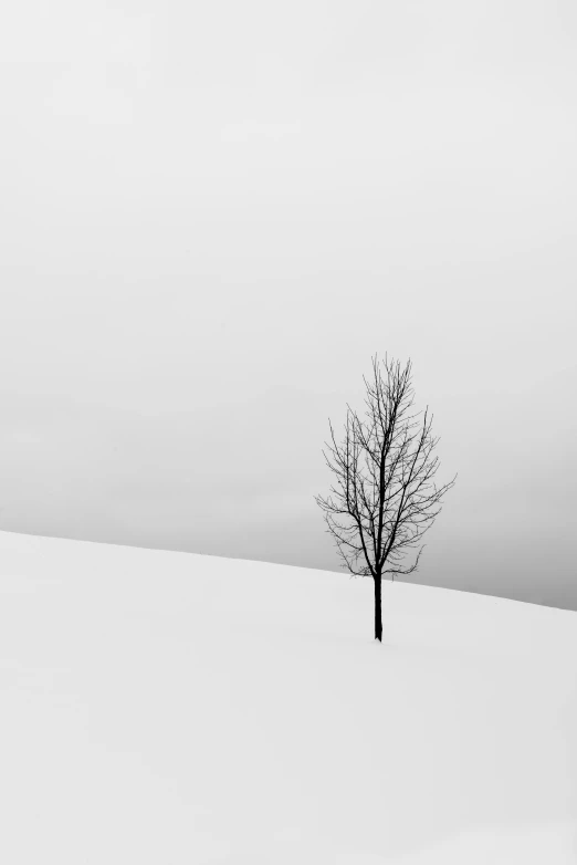 a lone tree in the middle of a snow covered field, a black and white photo, by Matthias Weischer, minimalism, birch, joon ahn, overlooking, & a dark