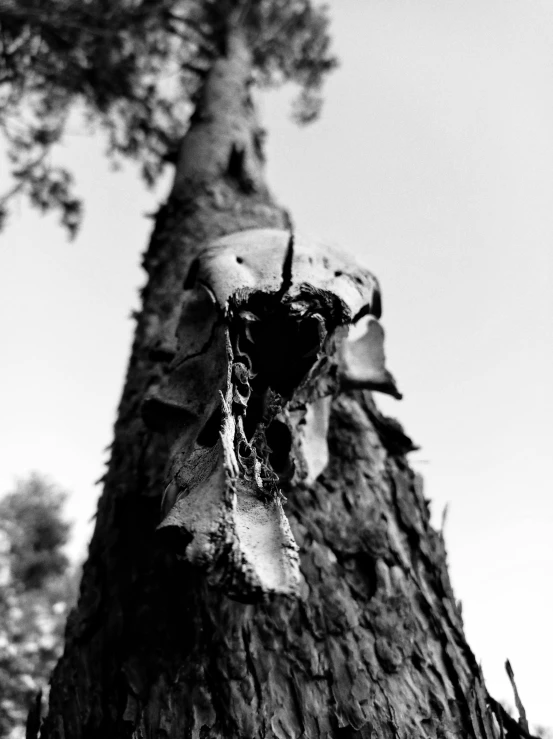 a black and white photo of a tree, an album cover, by Jan Rustem, decay teeth, nose made of wood, ilford hp5, pine