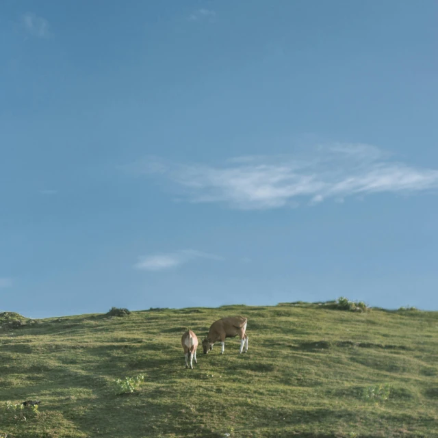 a herd of cattle standing on top of a lush green hillside, an album cover, by Elsa Bleda, minimalist photo, blue skies, julian ope, low angle photograph