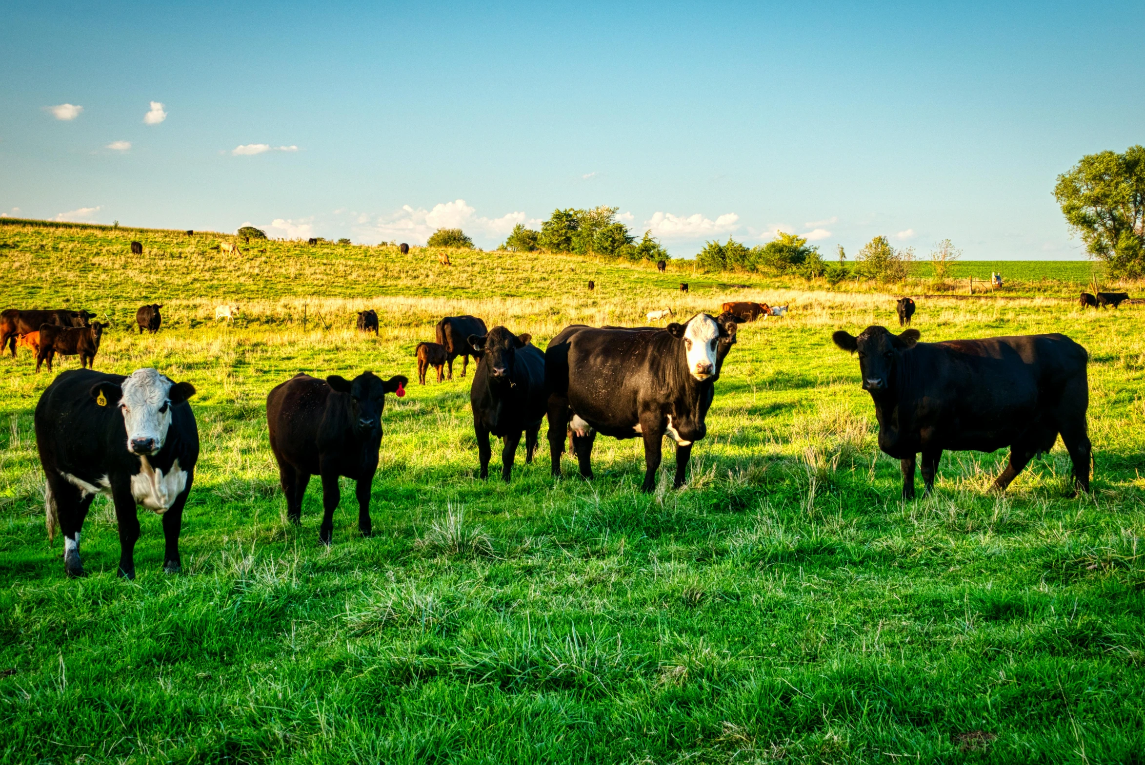 a herd of cattle standing on top of a lush green field, perfect crisp sunlight, slide show, fan favorite, no cropping