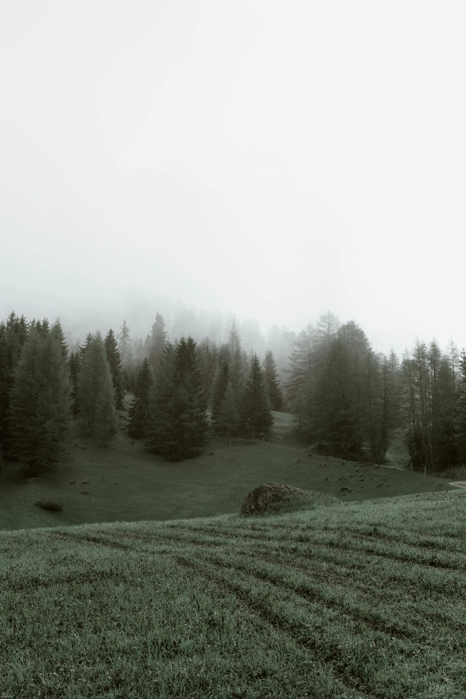 a black and white photo of a field with trees, by Sebastian Spreng, unsplash contest winner, muted green, in the dolomites, green fog, ((forest))