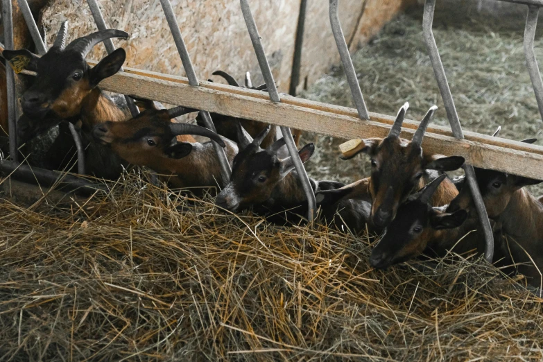 a group of goats eating hay from a trough, by Jan Tengnagel, pexels contest winner, inside a barn, thumbnail, realistic footage, 🦩🪐🐞👩🏻🦳