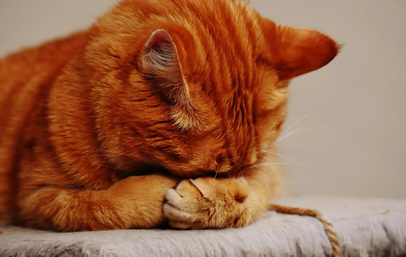 a close up of a cat sleeping on a chair, trending on pexels, orange cat, unclipped fingernails, facepalm, smooth texture