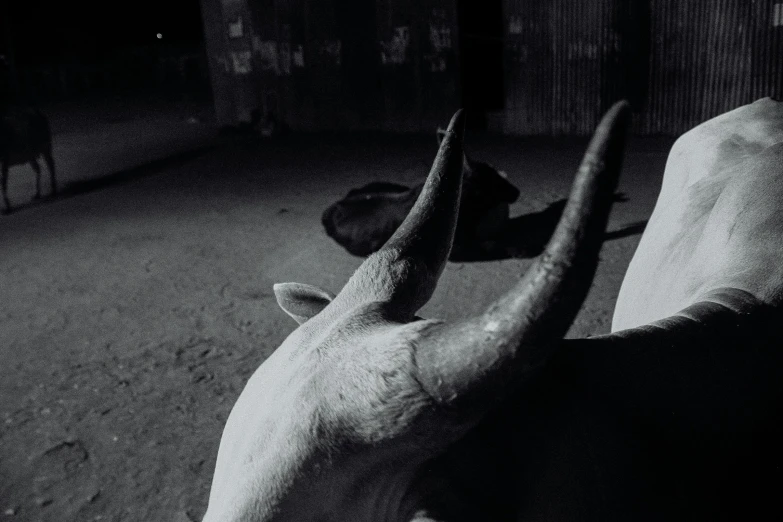 a black and white photo of a cow with horns, by Daniel Lieske, night time footage, unmistakably kenyan, album cover, cinematic shot ar 9:16 -n 6 -g