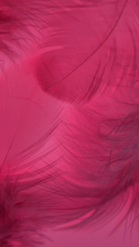 a close up of pink feathers on a pink background, by Elizabeth Charleston, pexels, demur, fractal fiberglass tendrils, dark red, pbr material