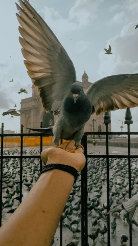 a hand holding a pigeon in front of a flock of pigeons, a colorized photo, pexels contest winner, in the middle of the city, indiecraft aesthetic, wide open wings, trending on vsco