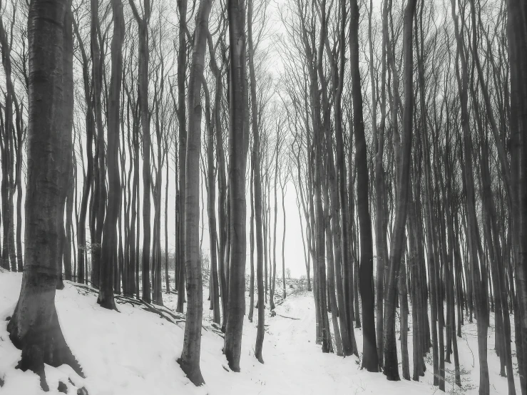a black and white photo of a snow covered forest, a black and white photo, inspired by Pierre Pellegrini, unsplash contest winner, fine art, candy forest, mixed art, ((trees))