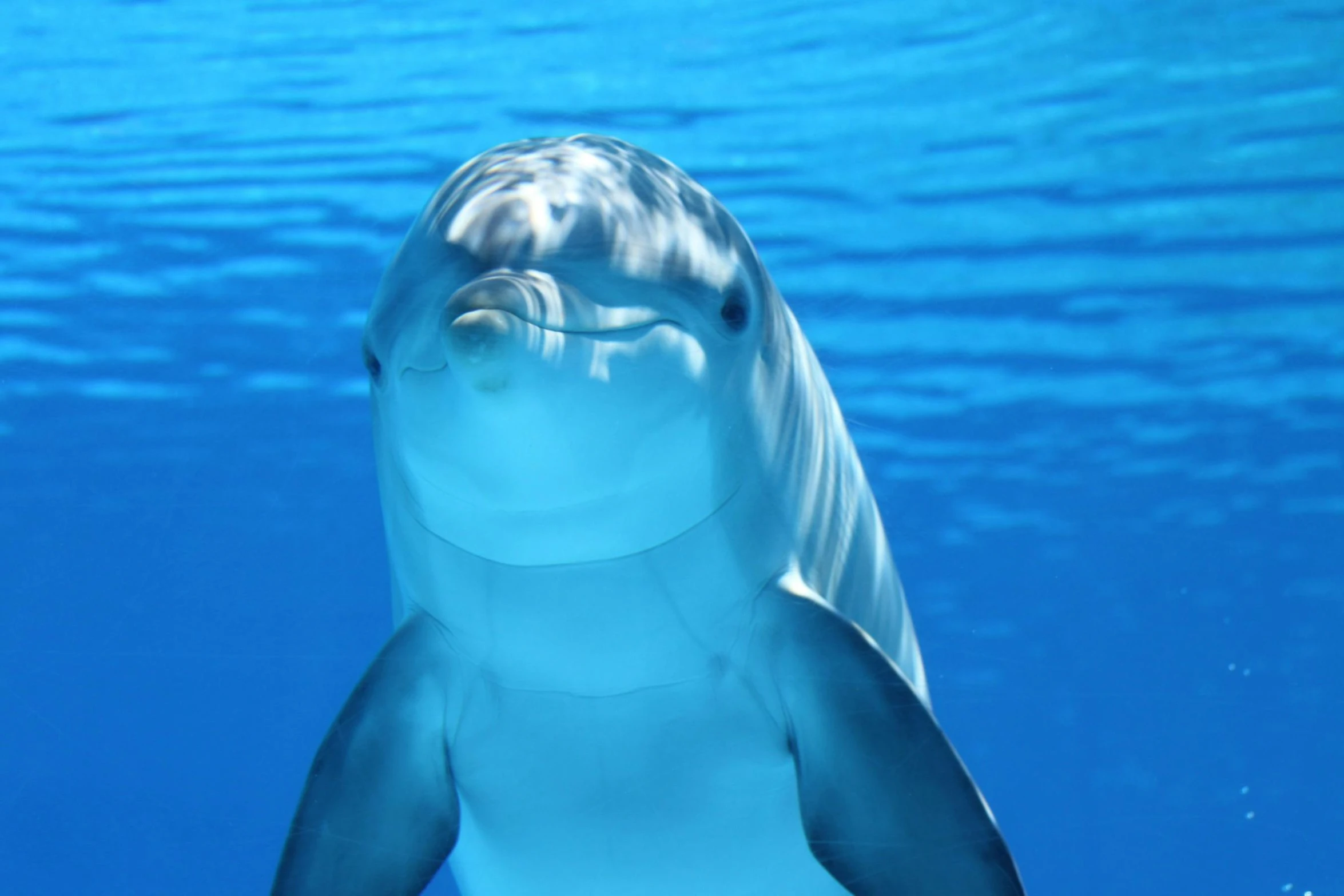 a close up of a dolphin in the water, a digital rendering, pexels contest winner, white cyan, posing for camera, taken in the late 2010s, transparent body