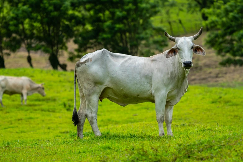 a white cow standing on top of a lush green field, múseca illil, background image, xqcow, college